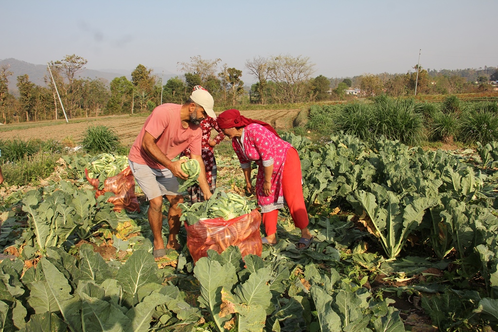 Loan investment under the microcredit program