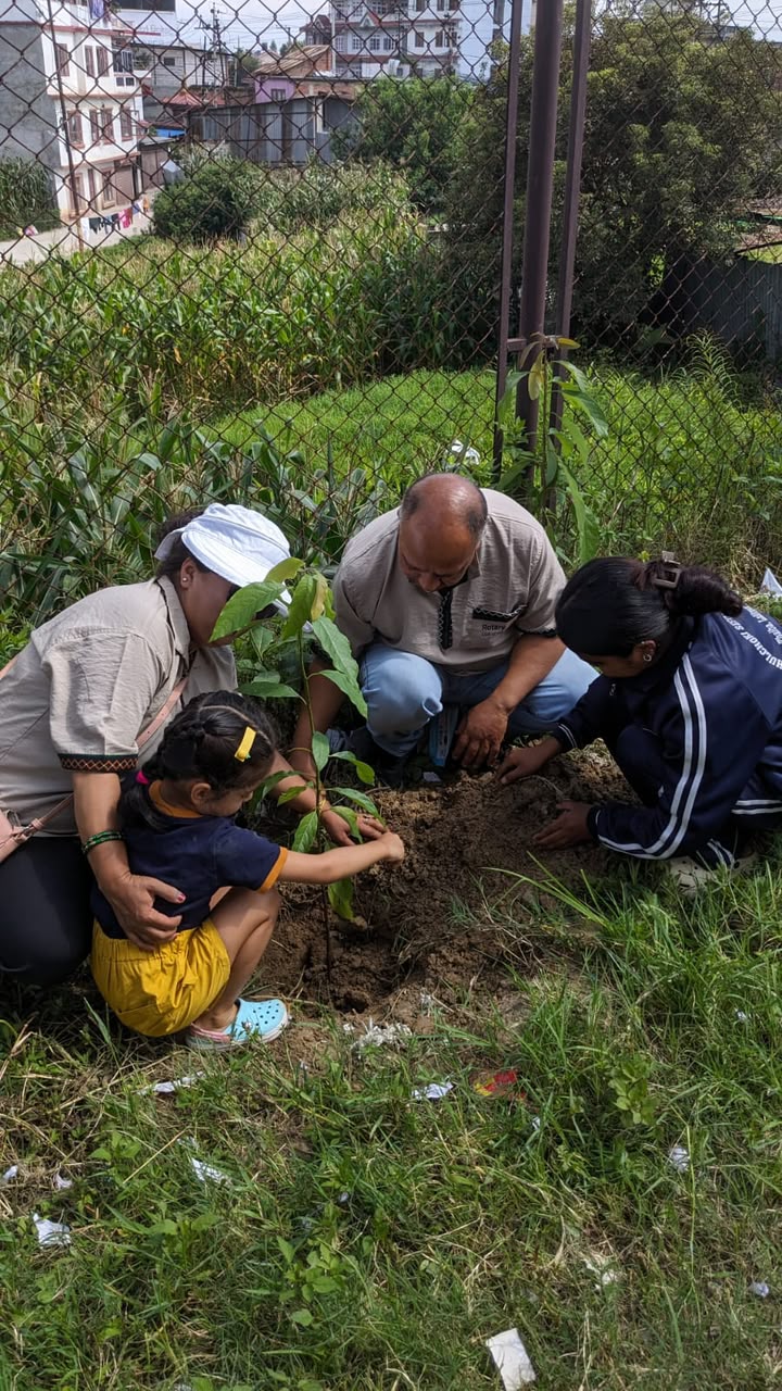 Tree Plantation