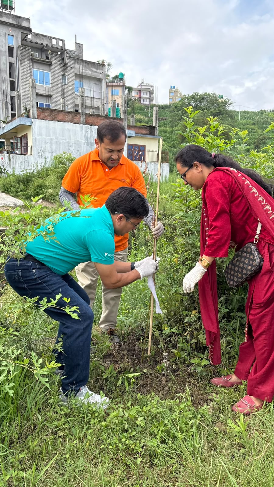 Tree Plantation