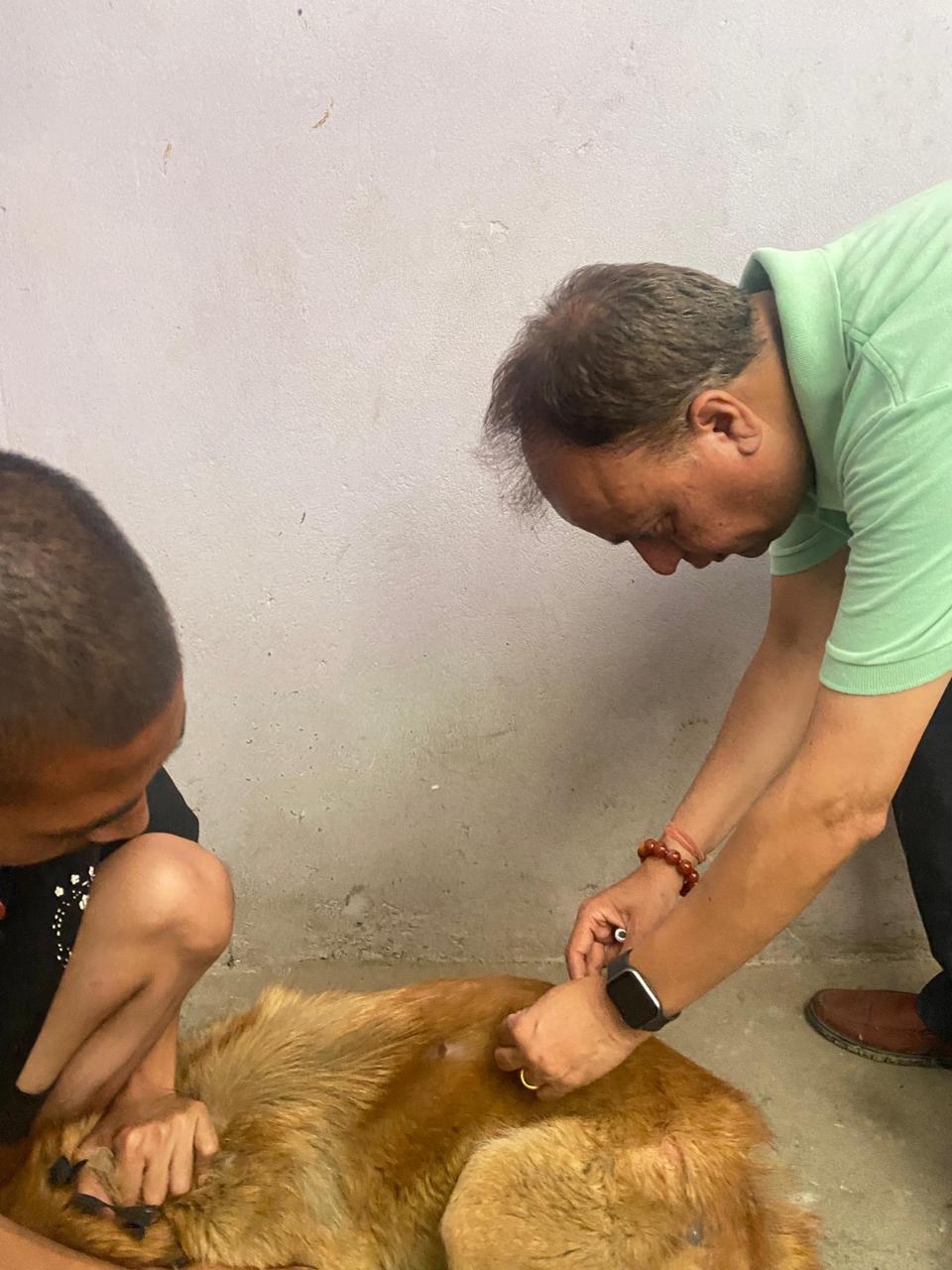 rabies vaccination program -100 dogs