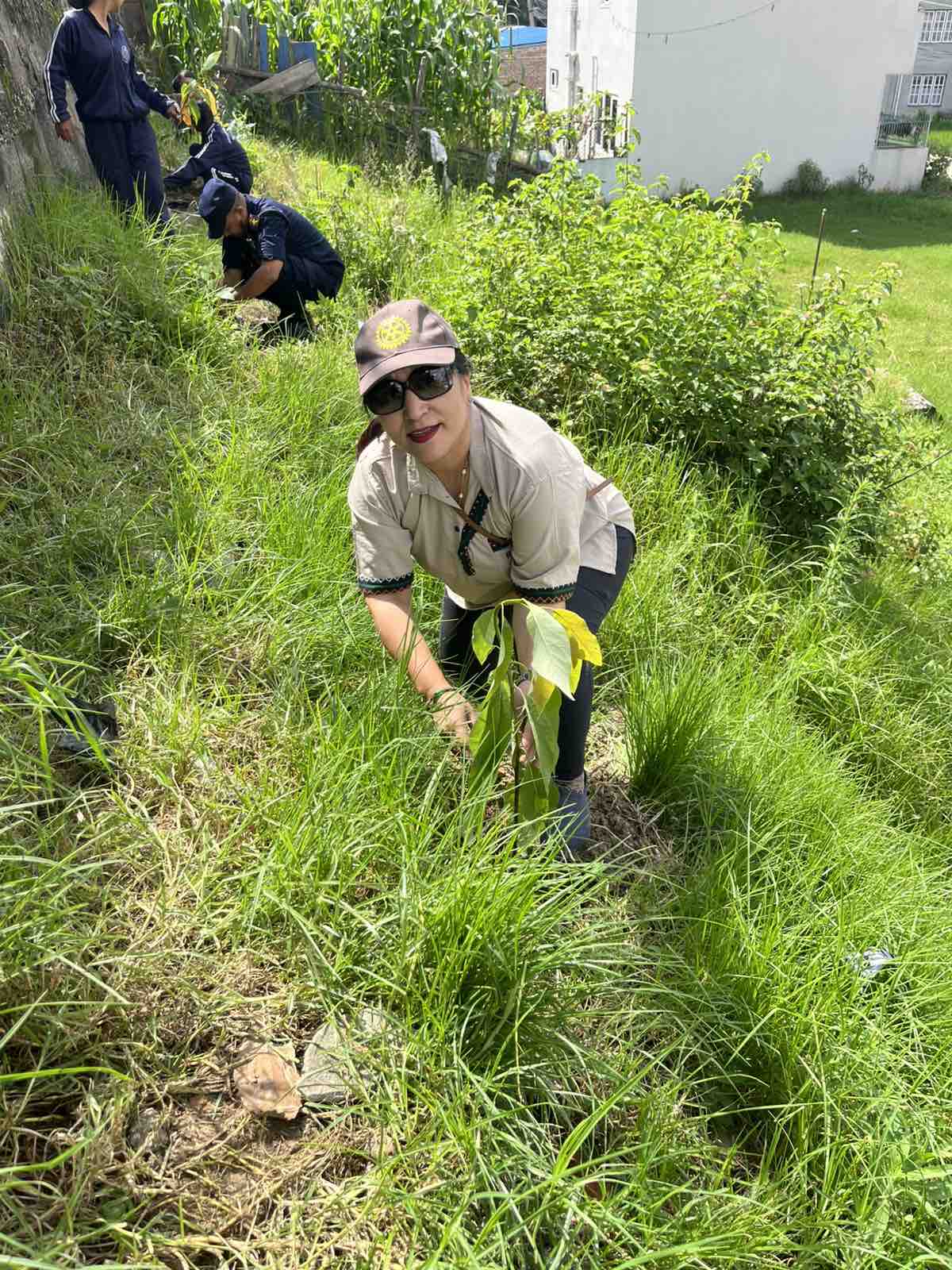Tree Plantation