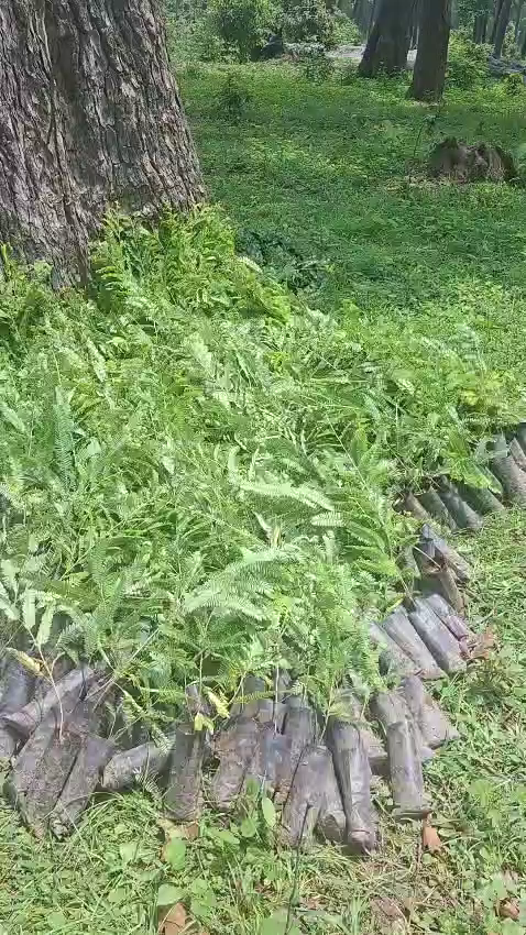 Tree Plantation with Support of RCC