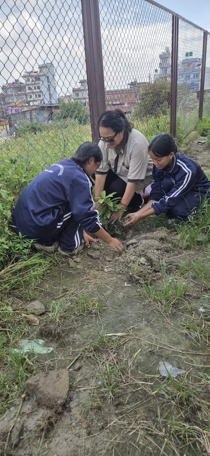 Tree Plantation